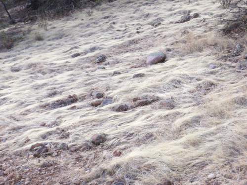 Interesting Grass Lay Pattern.